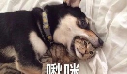 舞帝二哈爆料视频大全最新,揭秘娱乐圈幕后真相