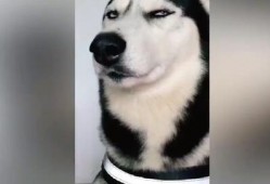 二哈爆料视频大全最新,萌宠日常，笑料横生