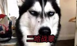 二哈爆料视频大全最新,萌宠日常，笑料横生